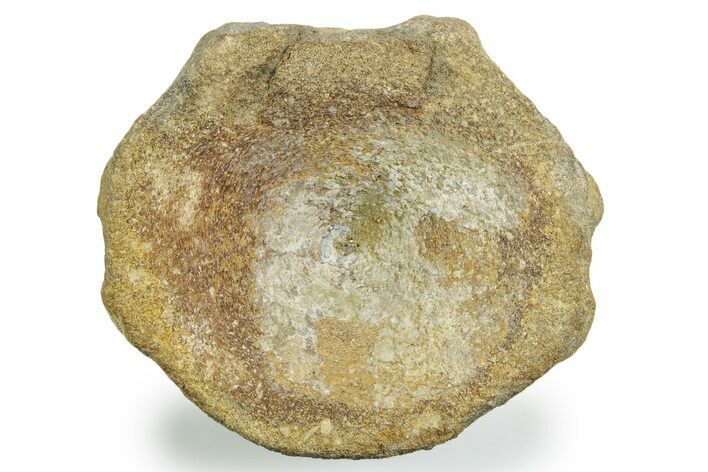 Fossil Ichthyosaur (Brachypterygius) Vertebra - England #354090